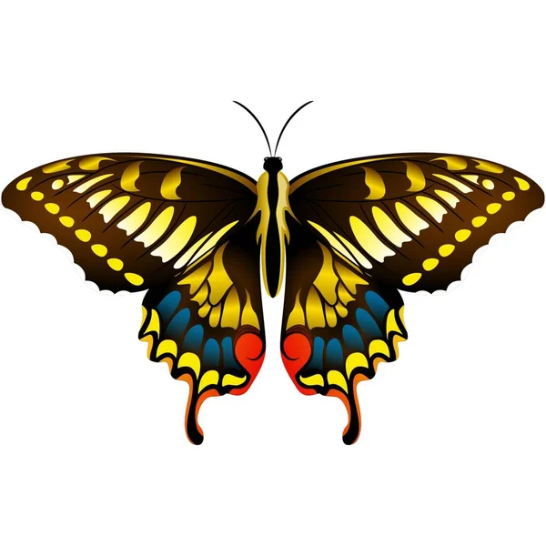 Güzel Kelebek Etiketi Resimli — Stok fotoğraf