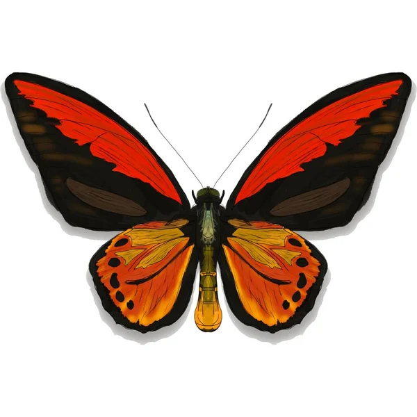 Mooie Butterfly Sticker Met Illustratie Afbeeldingen — Stockfoto