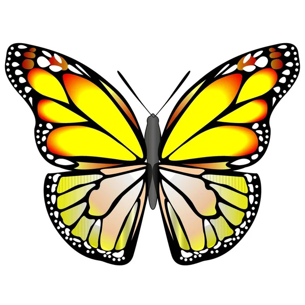 Schöner Schmetterling Sticker Mit Illustrationsbildern — Stockfoto