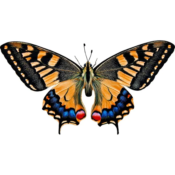 イラスト画像付きの美しい蝶ステッカー — ストック写真