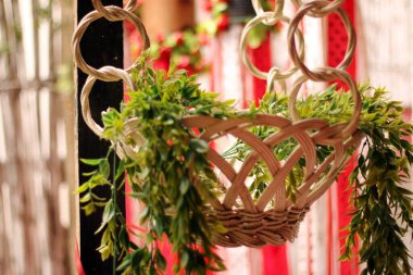 Green plant grows in hanging basket