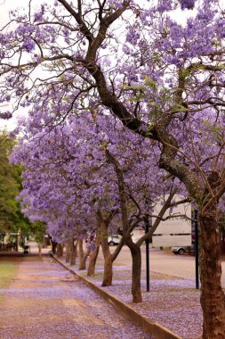 Jacarandas on a street in a small town