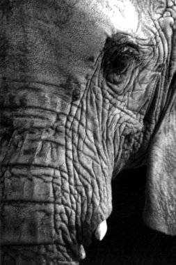 bir Afrika fili yakın çekim