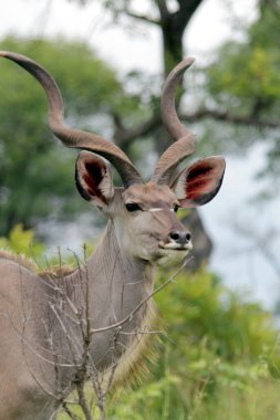 Buck in wildlife reserve