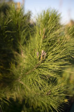 Noel ağacı. Doğadaki Noel ağacı.