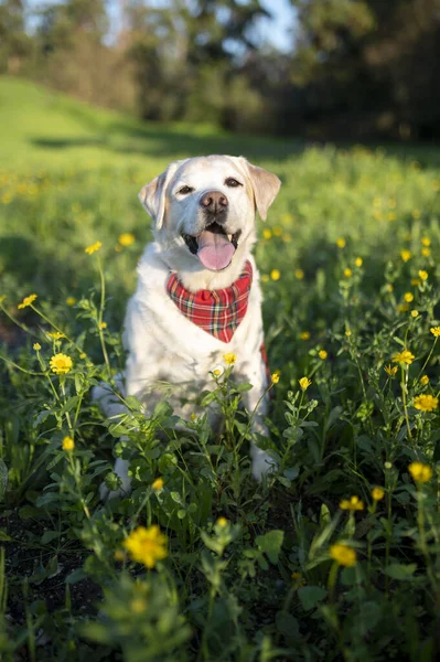 Happy Old Labrador Happy Dog — Stock Photo, Image