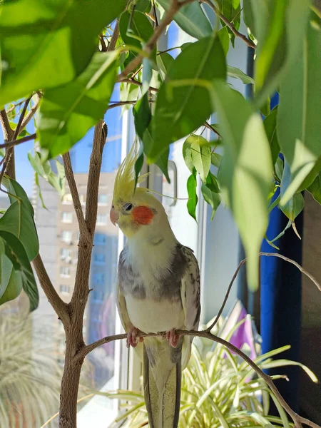 Cockatiel Bird Sits Contentedly Branch — Stock Photo, Image