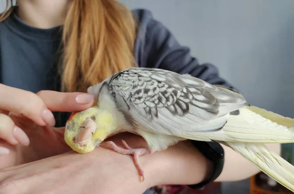 Cockatiel Bird Sits Contentedly Hand — Φωτογραφία Αρχείου