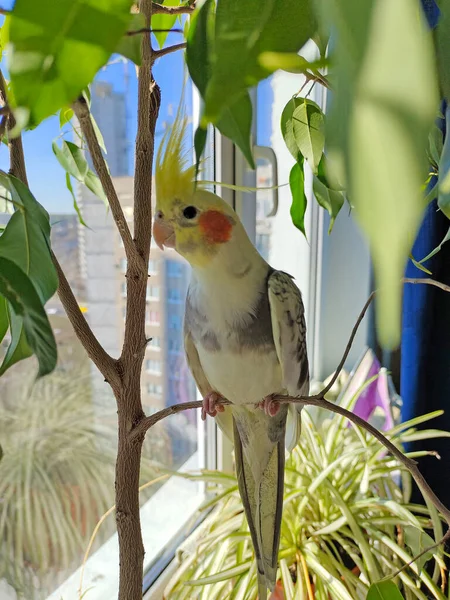 Cockatiel Bird Sits Contentedly Branch — Stockfoto