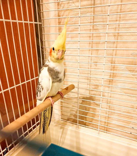 Bird in a cage sits on a branch