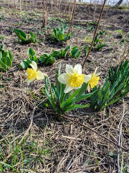 Narzisse Garten — Stockfoto