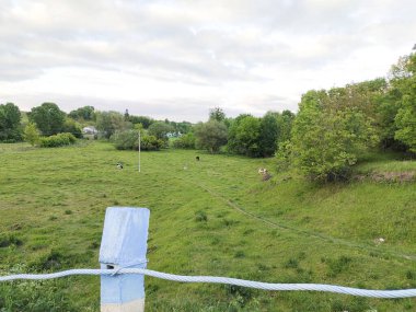 Pasture with cows on a summer day
