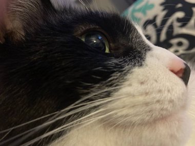 A curious cat looking at something, 