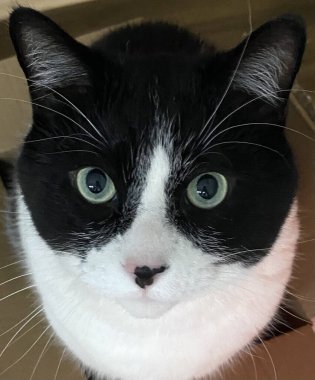 Sweet black and white cat. Polite and gentle cat.