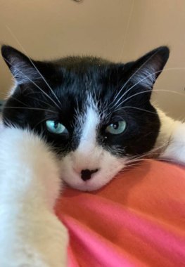 Relaxed cat. Sleepy or lazy black and white cat.