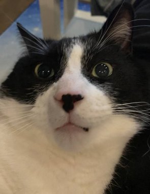 Judging back and white cat. Black and white cat looking very unimpressed.