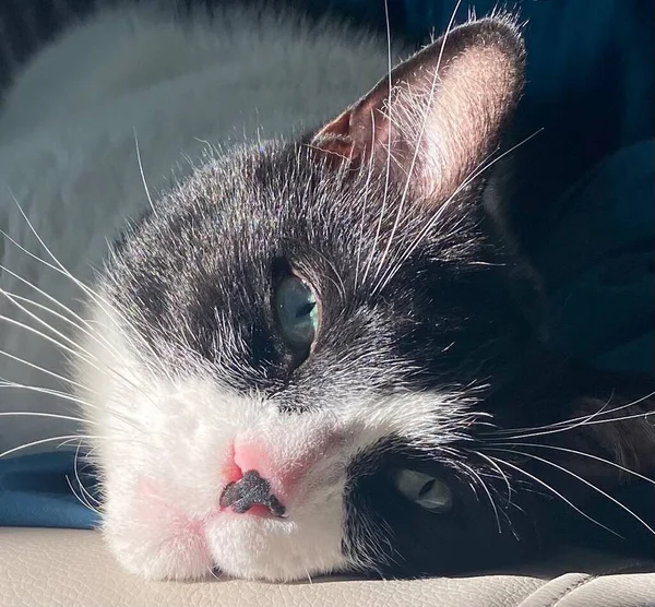 A sweet cat in the sunlight.