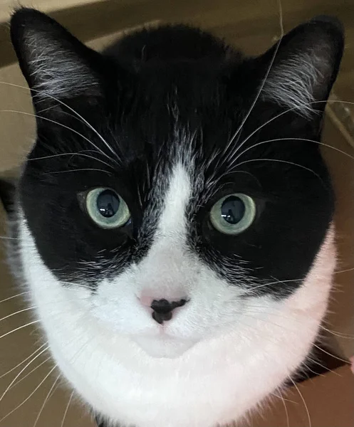 Sweet black and white cat. Polite and gentle cat.