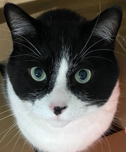 Sweet Black White Cat Polite Gentle Cat lizenzfreie Stockbilder