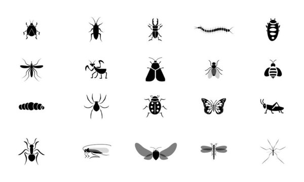 Conjunto de vetores de insetos isolados em fundo branco.