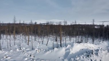 Siberian winter forest landscape from the copters view. A copter flight to snow-covered pine trees and mountains from over the hill. The copter is flying low in the dark forest.4K