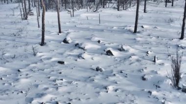 Stones in the snow. Flight over the stones transitioning to a view of the trees. Next, a view of the Siberian snowy winter valley.4K