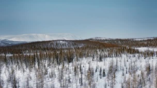 Flight Dense Winter Siberian Forest Afternoon Copters Motion Right View — Vídeos de Stock