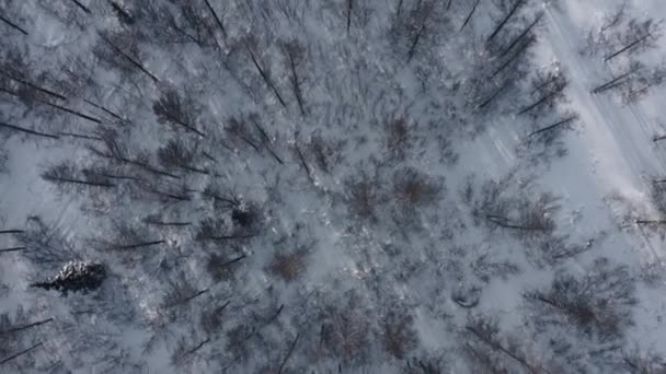 Coniferous Forest Flight Treetops Winter Forest Copter View — Stock video