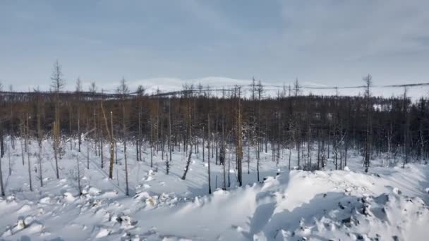 Siberian Winter Forest Landscape Copters View Copter Flight Snow Covered — Vídeo de stock