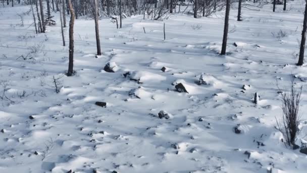 Камені Снігу Переліт Через Каміння Переходить Виду Дерев Далі Вид — стокове відео