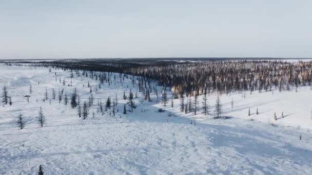 Siberian Forest Winter Bird Eye View Flying Coniferous Forest Snow — Vídeos de Stock