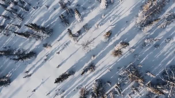 Деревья Снегу Вертолета Сибирском Лесу Вертикальный Вид Сверху Вертолета — стоковое видео