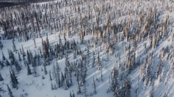 Trees Sunlight Winter Forest View Copter Panorama Ahead — Stockvideo
