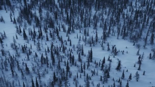Trees Snow Copter Siberian Forest Twilight — Vídeos de Stock