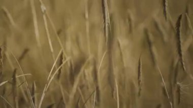 Close-up of wheat, time-lapse shooting. Unusual shot of wheat. 4K