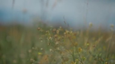 Wildflowers and grass close-up. Frame moves from one blade of grass to another. 4K