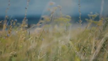 Grass and wildflowers sway in the wind. 4K