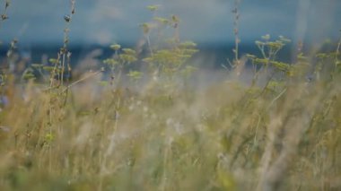 Grass and field flowers sway in the wind. Car passes behind. 4K
