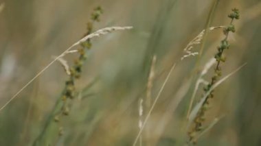 Field grass close-up, a blue sky in the background. Focus goes from one blade of grass to another. 4K