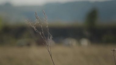 Withered grass bush, the focus goes from the bush to a flock of white and black sheep. 4K