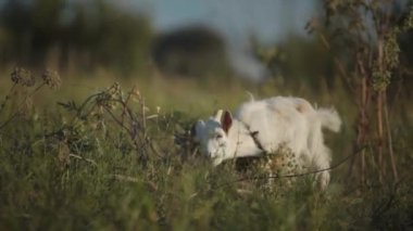 Little white goat stands in the bushes and reached for the grass. 4K