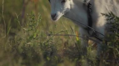Little white goat stands in the bushes and eats grass in the sunlight. 4K