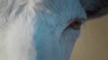 Close-up of white goat eyes. 4K