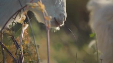 Little white goat eats grass in the sunlight next to another goat. Medium shot. 4K