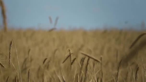 Wheat Sways Wind Manual Shooting Focus Moves Wide Shot Close — Stockvideo