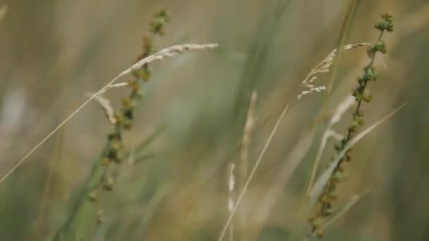 Field Grass Close Blue Sky Background Focus Goes One Blade — Stockvideo