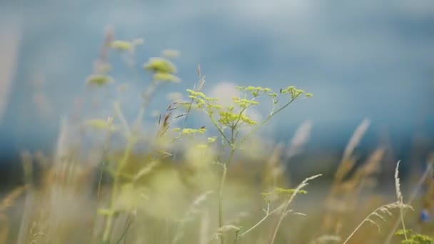 Summer Wildflowers Close Blue Sky Background — Stockvideo