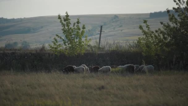 Flock Sheep Goes Grass Fields Hills Background — Video Stock