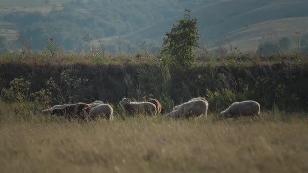 Flock Sheep Different Colors Stands Green Hills Background — 图库视频影像