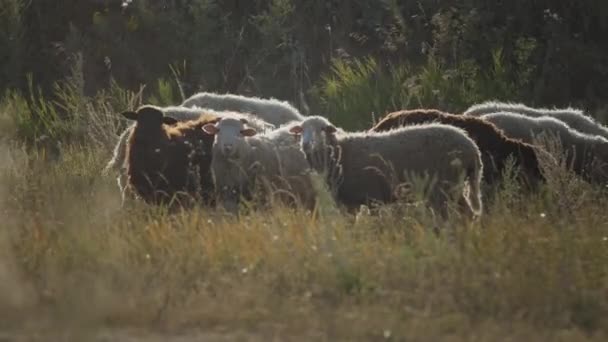 Flock Sheep Different Colors Stands Grass Eats — Stok video